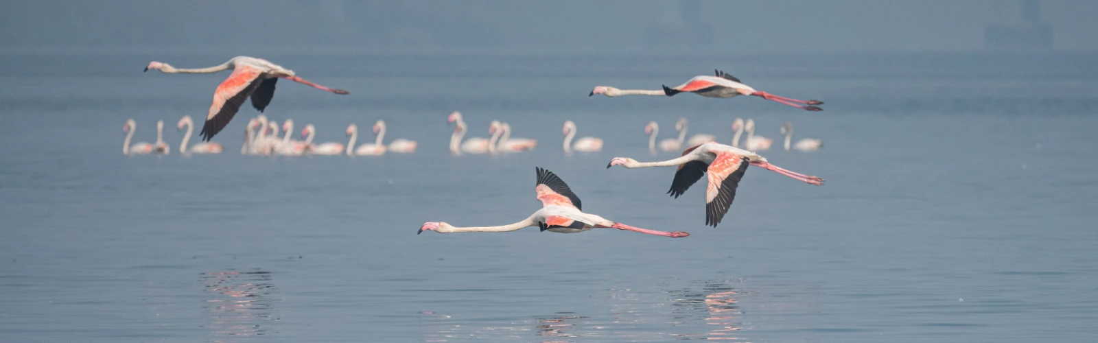 Flamingo Boat Safari at Thane Creek