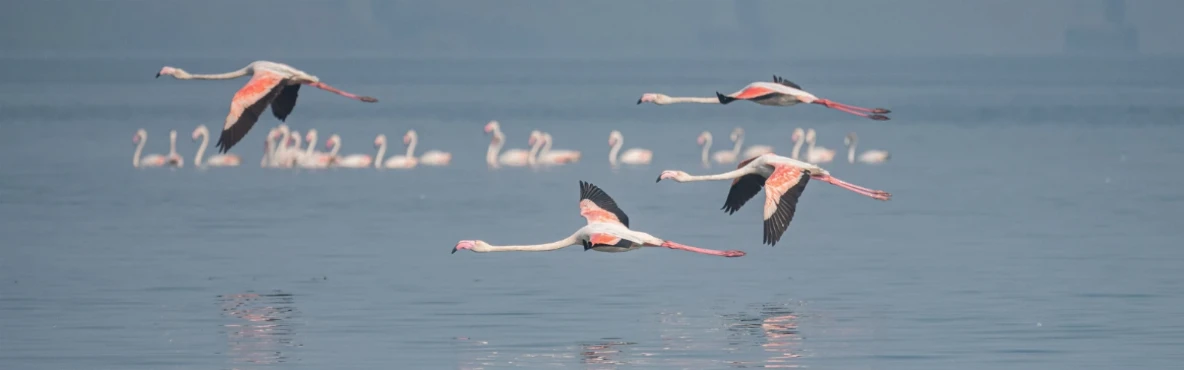 Flamingo Boat Safari at Thane Creek