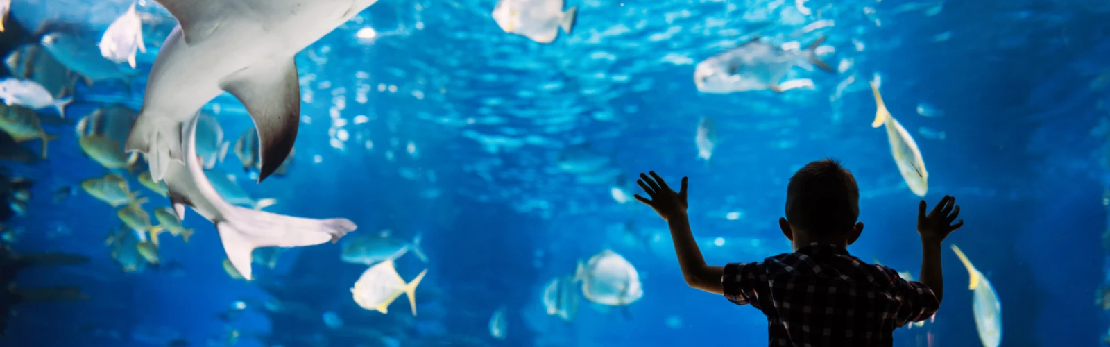 Taraporewala Aquarium: Underwater World in Mumbai