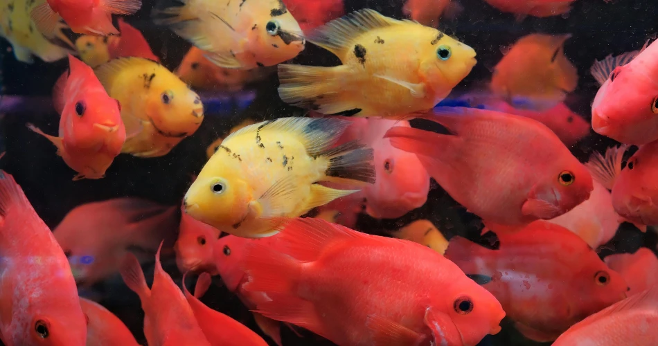 Taraporewala Aquarium: Underwater World in Mumbai