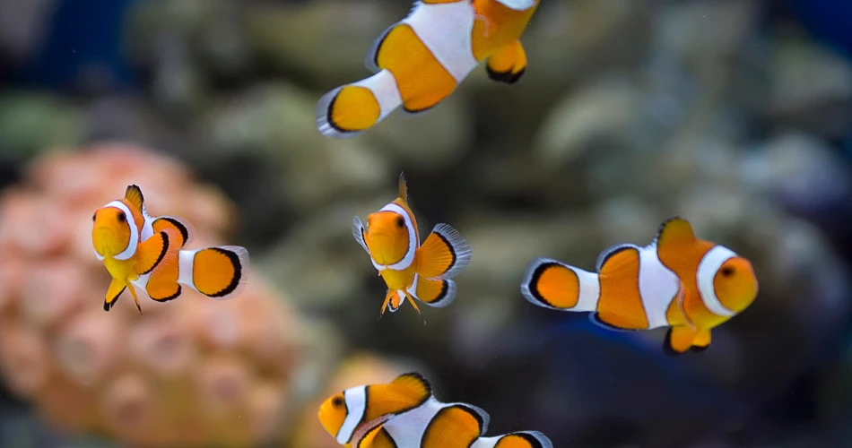 Taraporewala Aquarium: Underwater World in Mumbai
